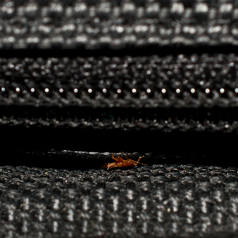 Bed Bug Hiding in Mattress