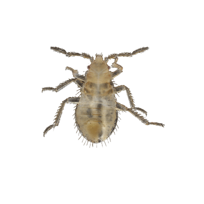 Bed Bug Nymph