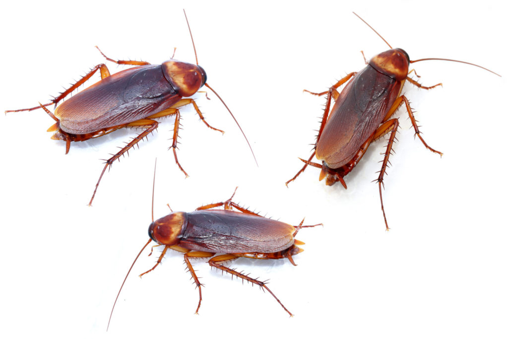 Identify Common Roaches | Bug-A-Way Pest Control