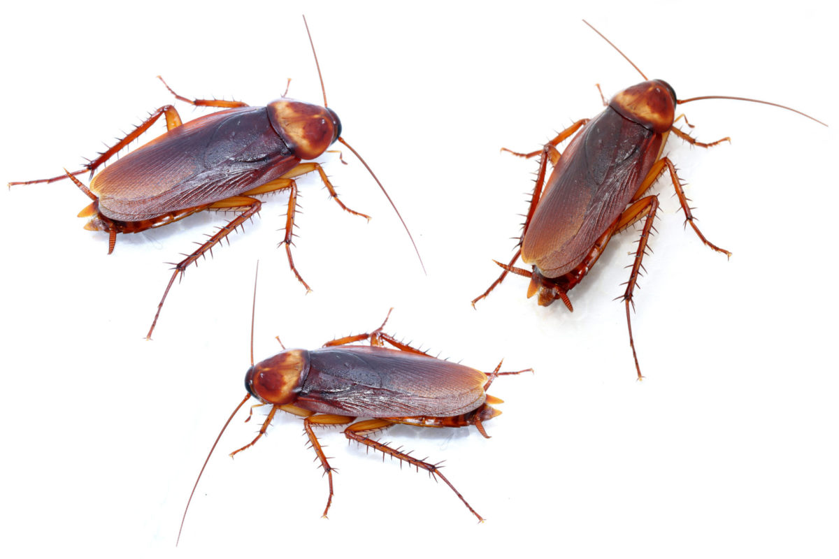 Cockroaches