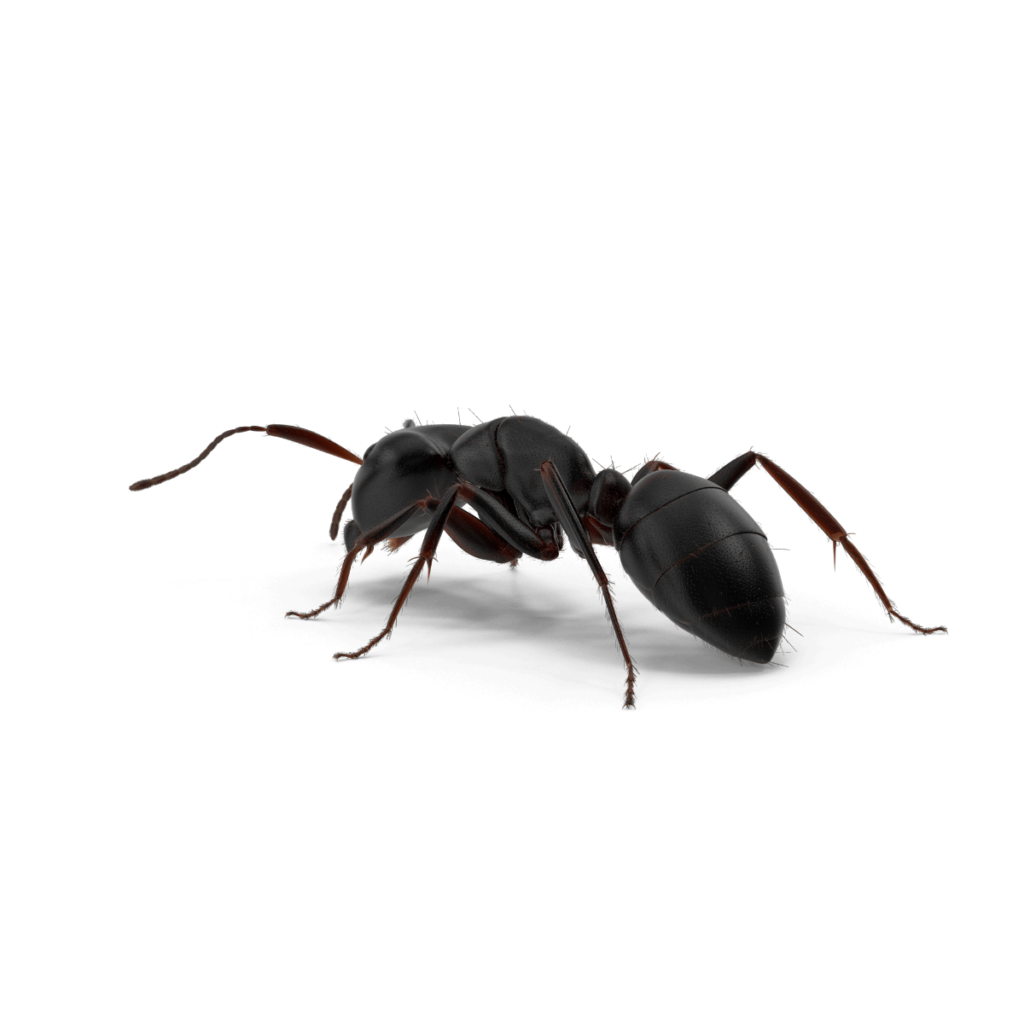 Quick Answers Do Sugar Ants Bite? BugAWay