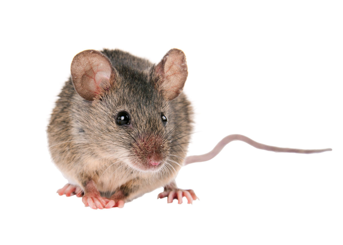 Mouse Bug-A-Way Pest Control Joplin MO