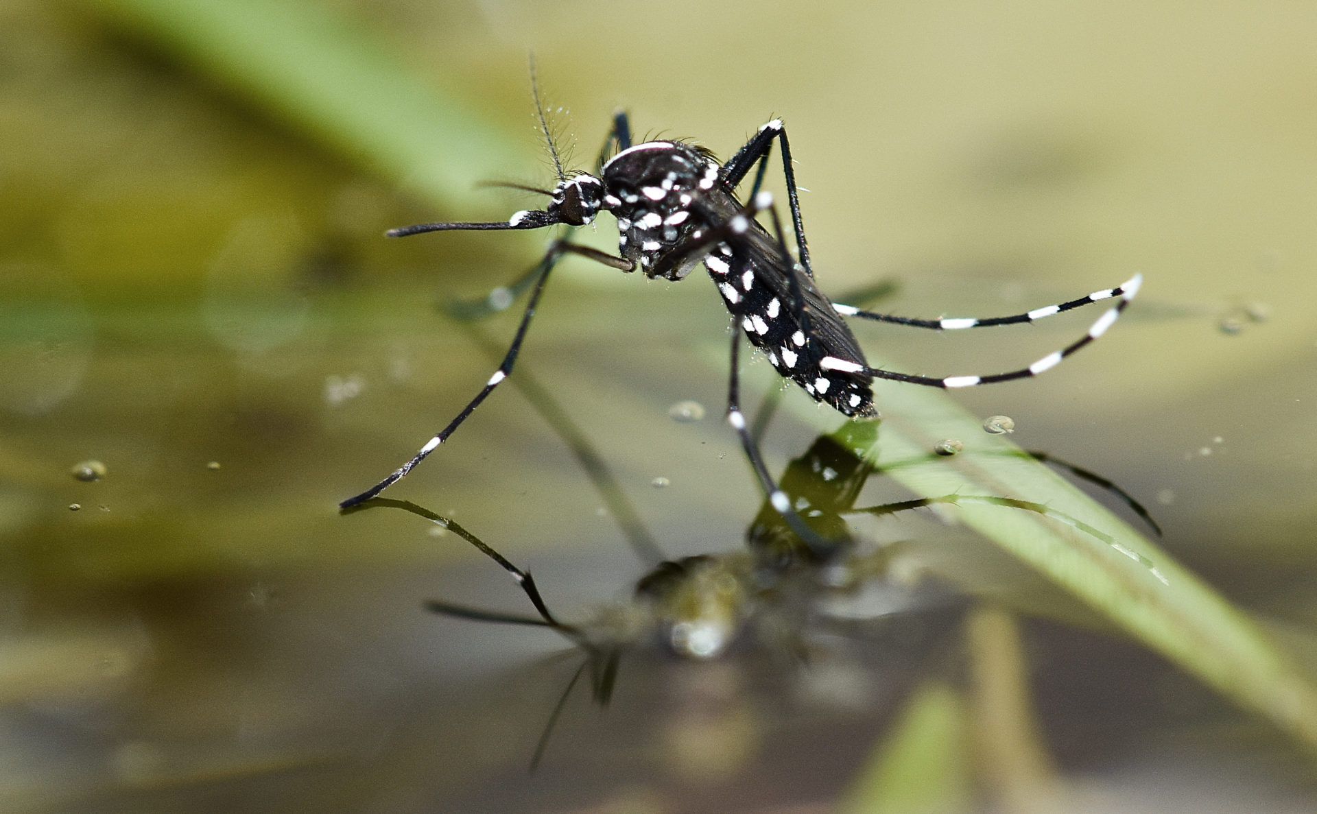 Quick Answers Are Mosquitoes Attracted to Light? BugAWay