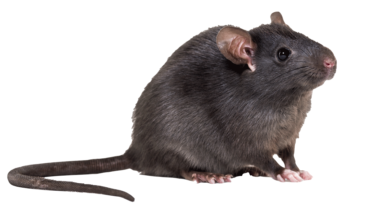 Rat and Mouse pest Control