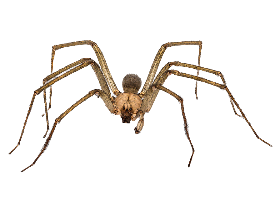 Brown Recluse Spider 1
