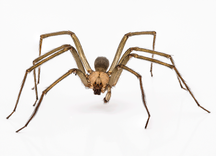 Brown recluse spider