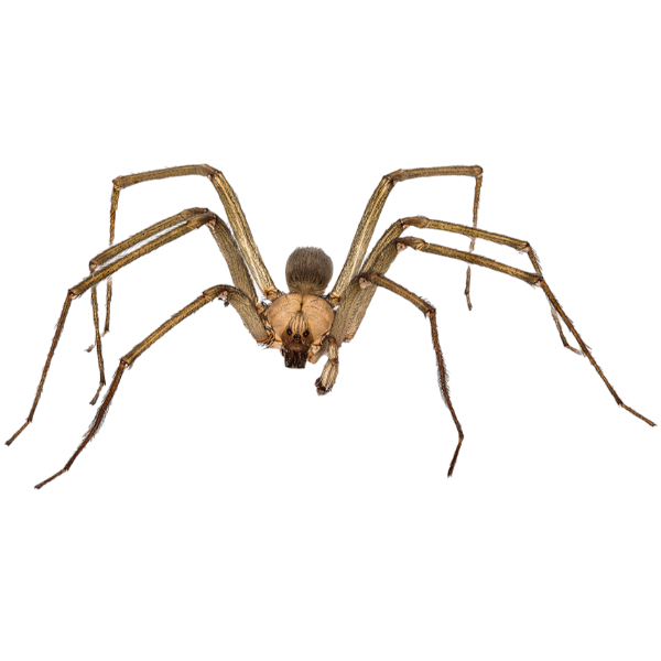 Adult Brown Recluse Spider