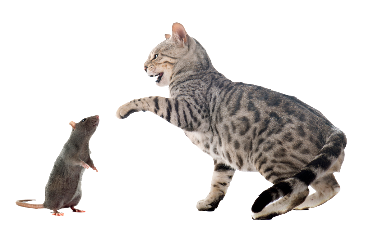 cat-vs-rat