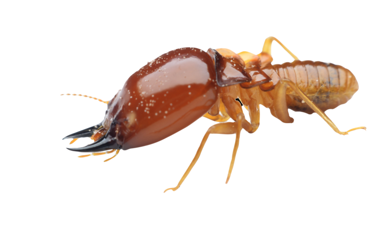 Termites in Kansas A Brief Homeowner’s Guide BugAWay