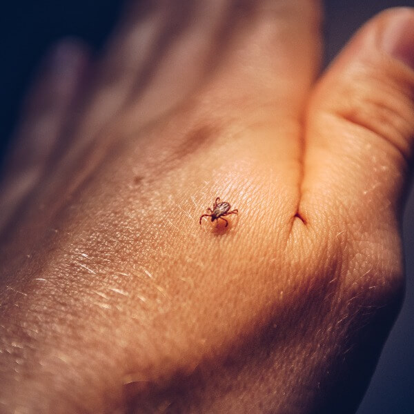 Tick Crawling on Human Hand