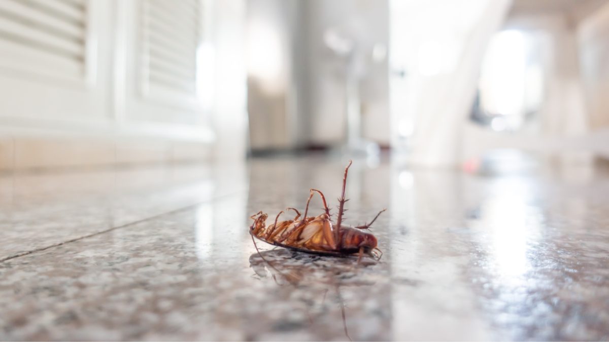 How To Stop Bugs From Entering Your Home
