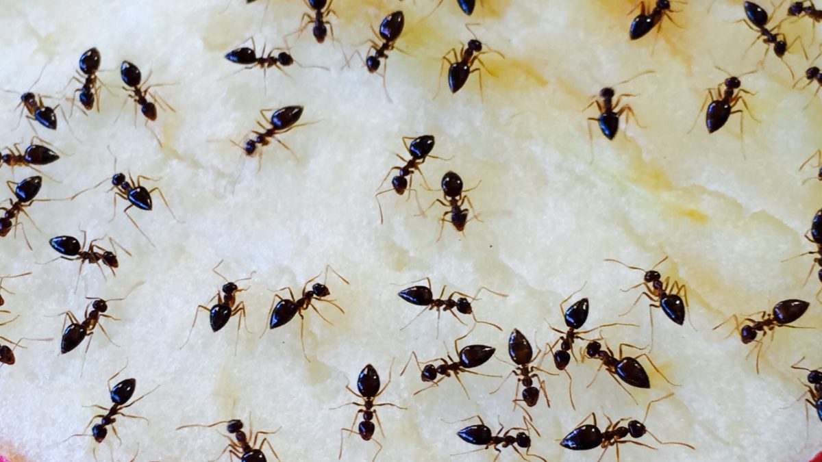 How To Prevent A Sugar Ant Infestation In Your Home