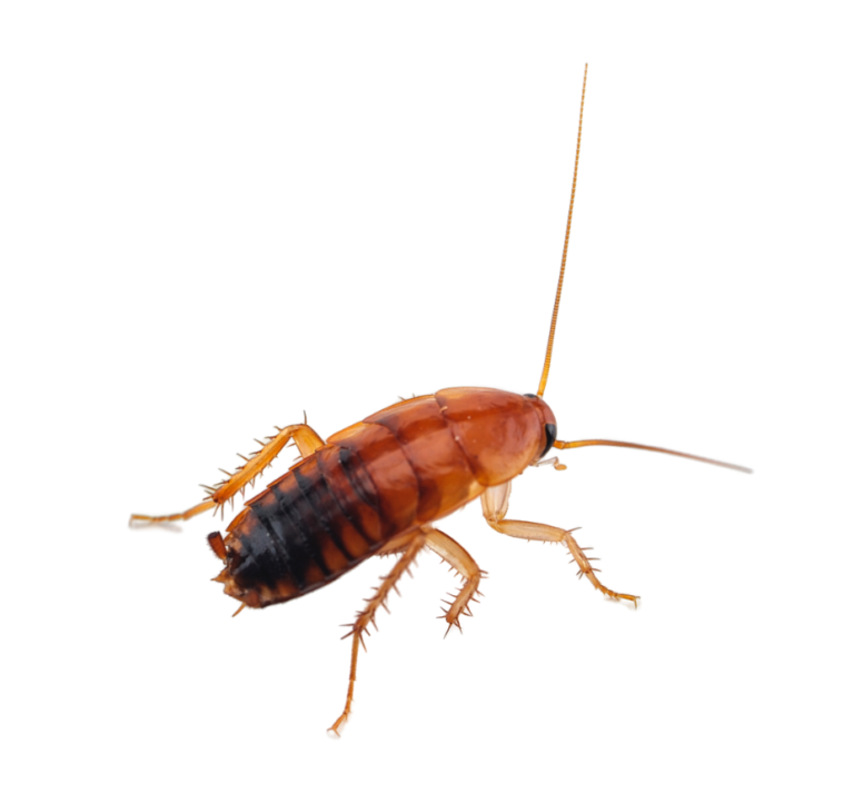 How to Identify a Baby Roach and Where to Find Them – Bug-A-Way