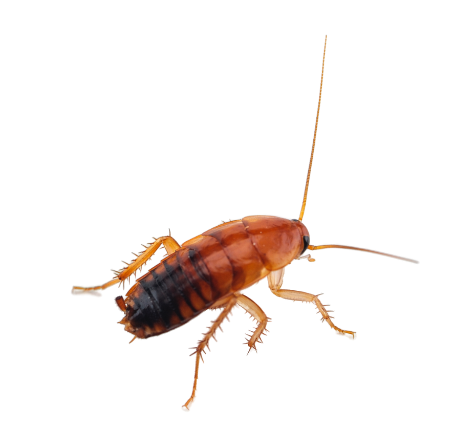 baby roach isolated
