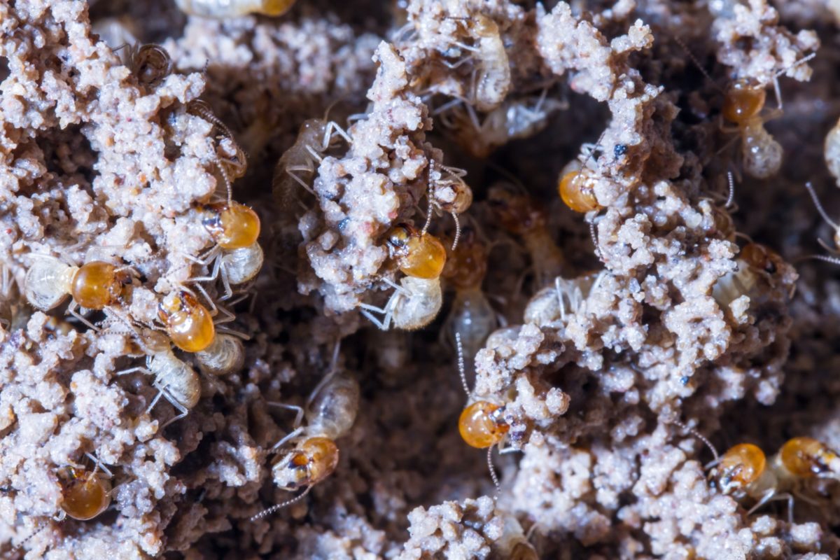 Identifying the Out-Caste Termite Member in a Termite Colony
