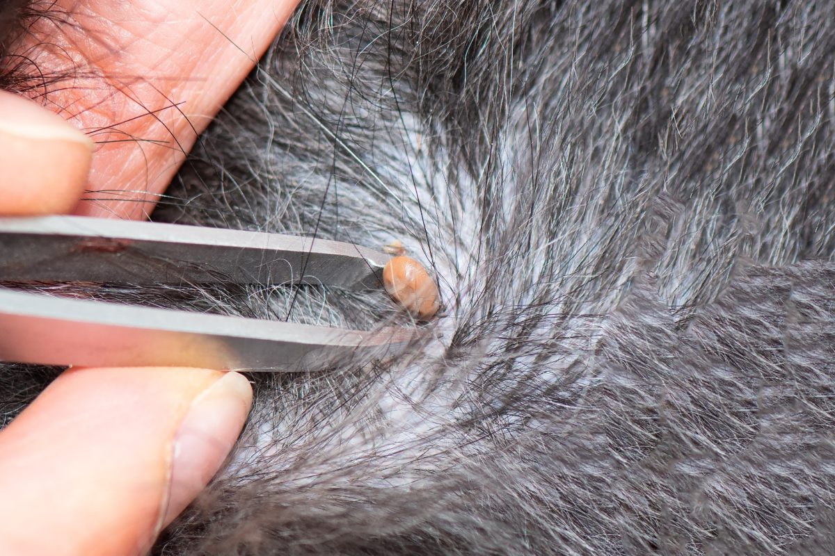 Eight Easy Flea and Tick Controls for Pet Safety