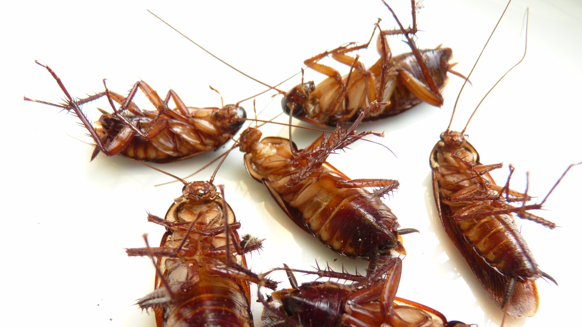 Are Cockroaches a Health Risk? – Bug-A-Way