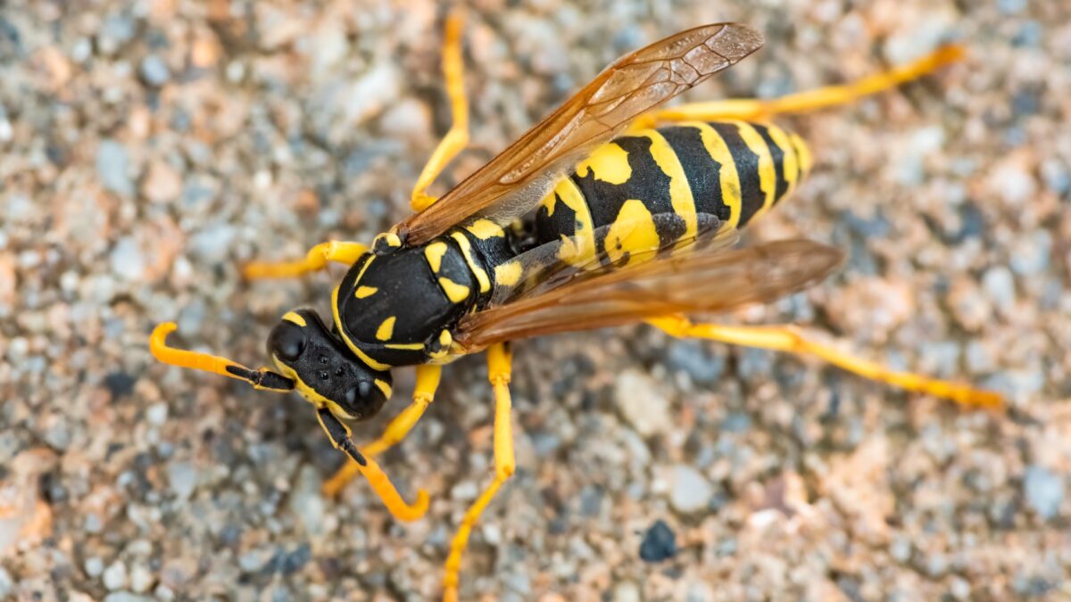 Yellowjacket-wasp