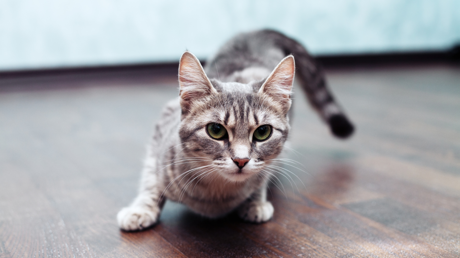 Will a Cat Solve My Mouse Problem? BugAWay