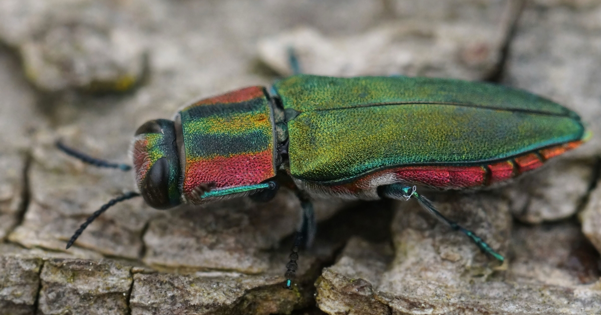 Beetles In Missouri Emerald Ash Borer