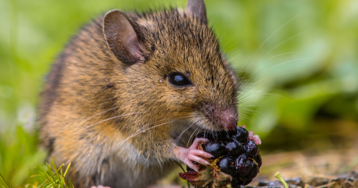 Rodents In Missouri